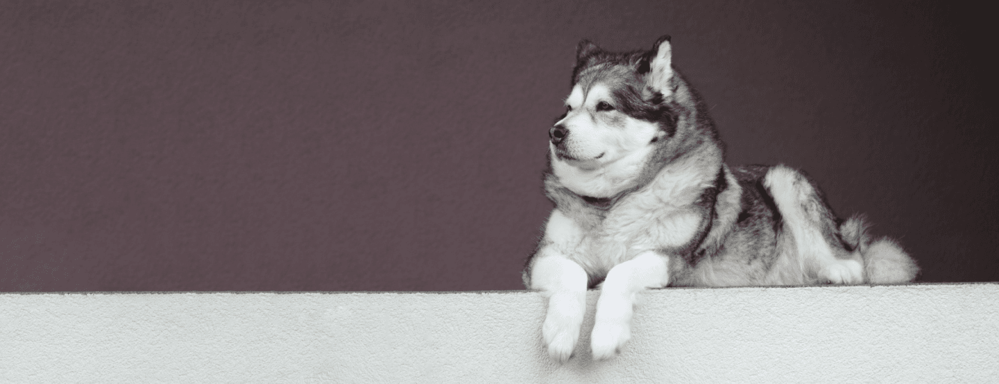 Alaskan Malamute