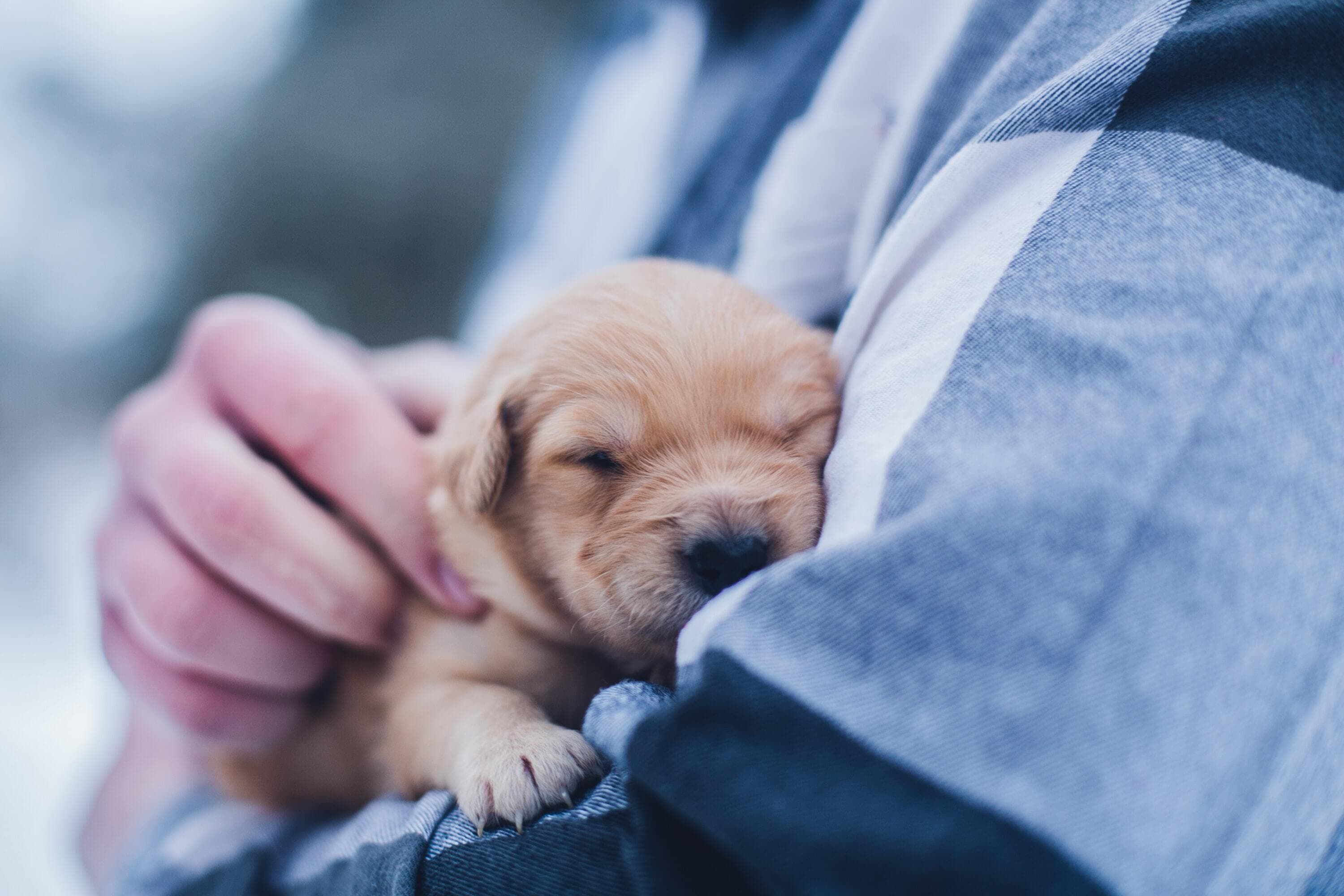 La guía completa para elegir un seguro de mascotas