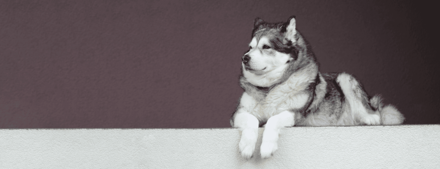 Alaskan Malamute