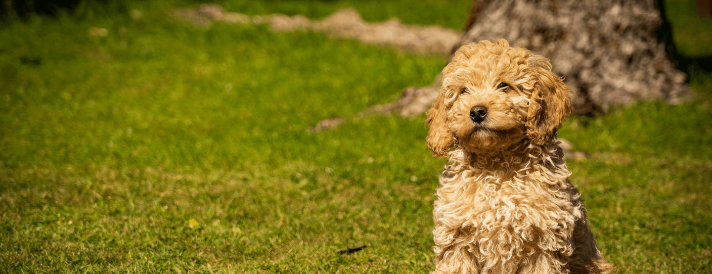 Caniche Toy