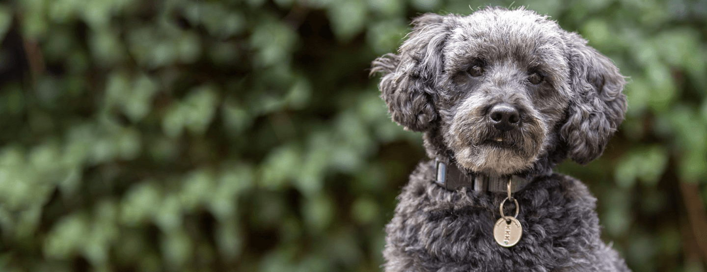 Schnoodle