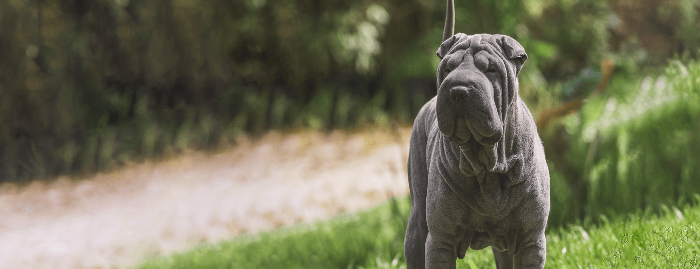 Sharpei