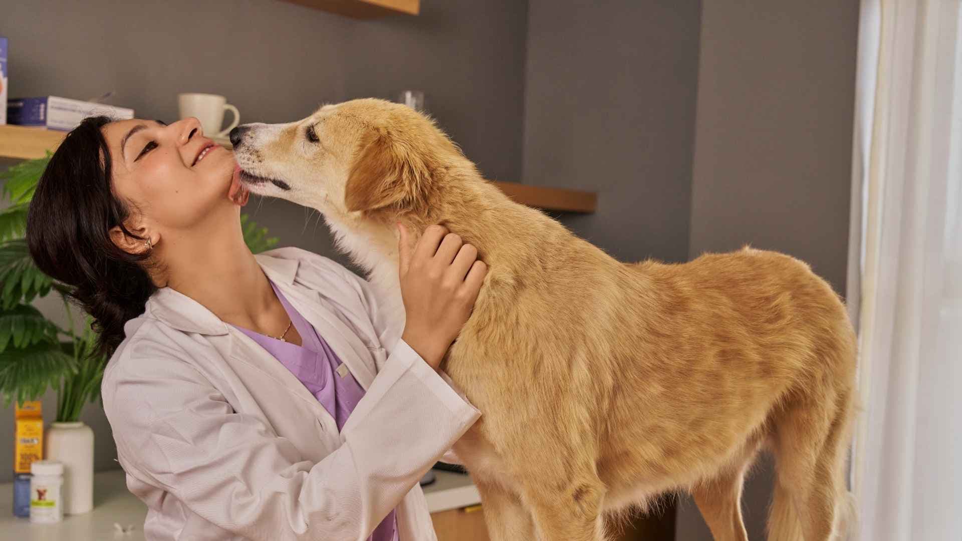 Veterinarias en La Pintana: Direcciones y Contactos