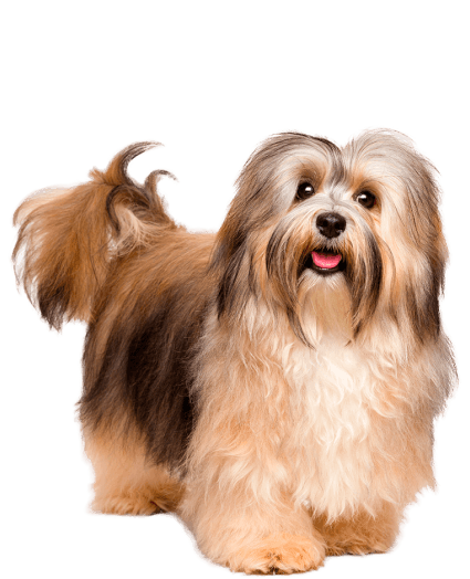 Un encantador y elegante compañero, siempre listo para alegrar tu día.