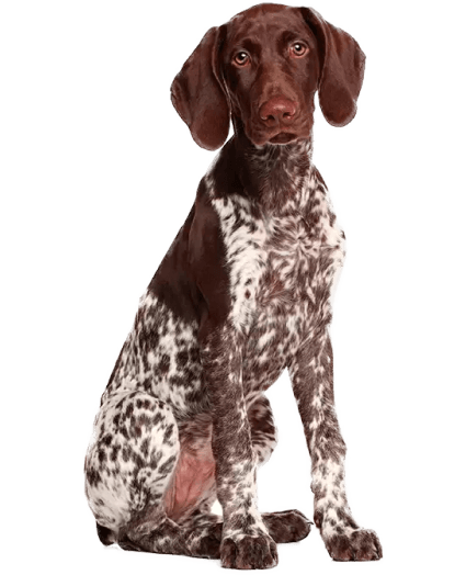 Un leal y enérgico cazador, siempre listo para la aventura.