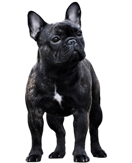 Un encantador y leal compañero de familia con un carácter distintivo.