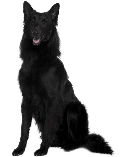 "Un valiente guardián leal y veloz, perfecto para proteger y acompañar"