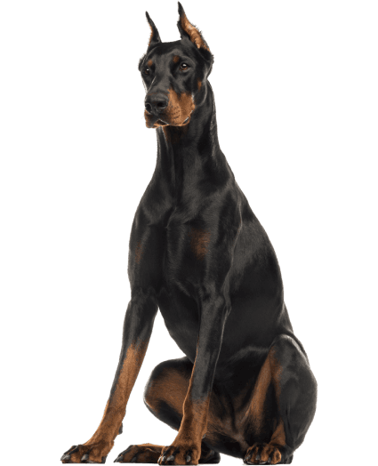 Un elegante guardián con una presencia imponente.