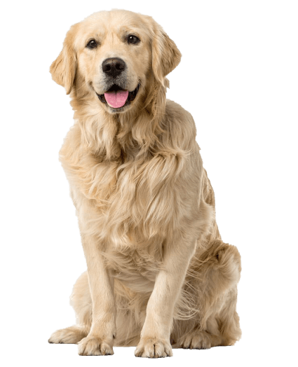 Un leal y amigable compañero, siempre dispuesto a brindar amor y alegría.