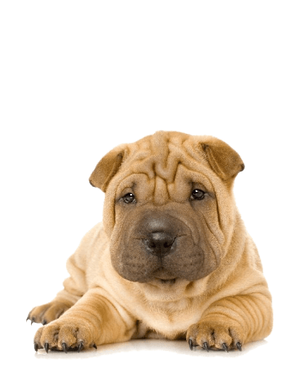 "Una fiera lealtad y un carácter único en cada pliegue"