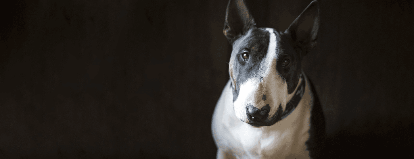 Bull Terrier