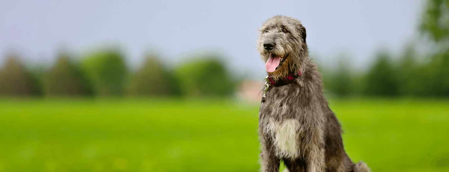 Irish Wolfhound