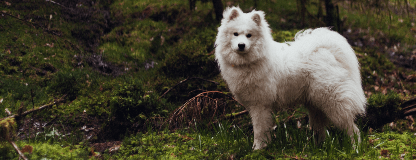 Samoyedo