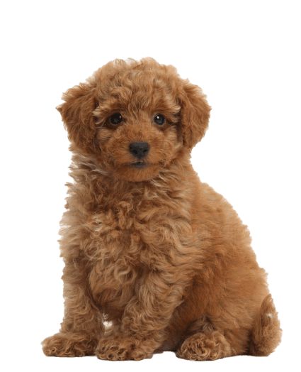 Caniche Toy - Enfermedades