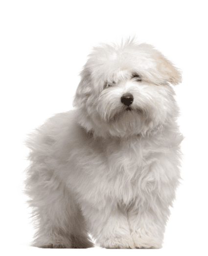 Coton de Tulear - Enfermedades