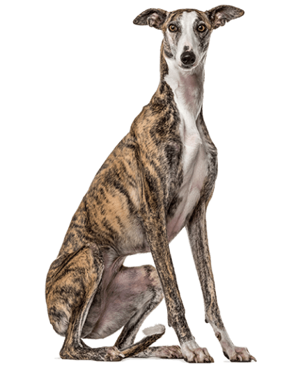 Galgo - Enfermedades