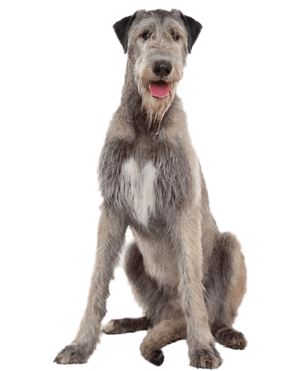 Irish Wolfhound - Enfermedades