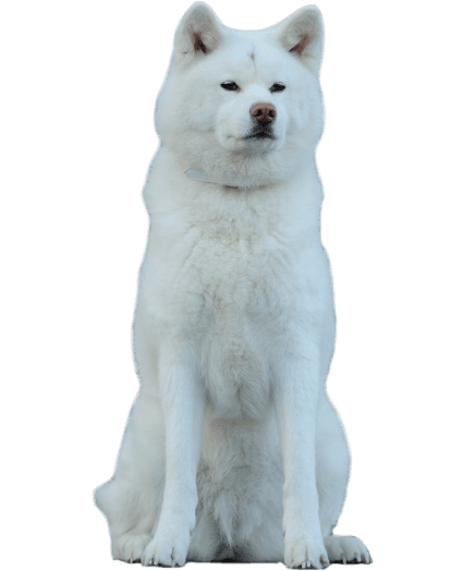 Samoyedo - Enfermedades