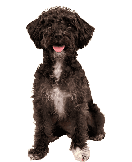 Schnoodle - Enfermedades