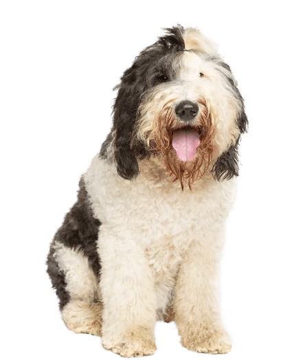 Shepadoodle - Enfermedades