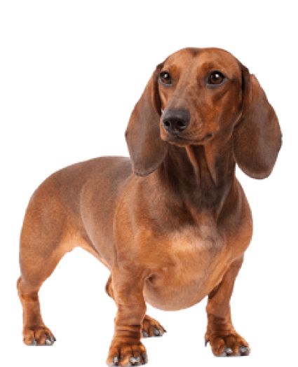 Teckel - Enfermedades