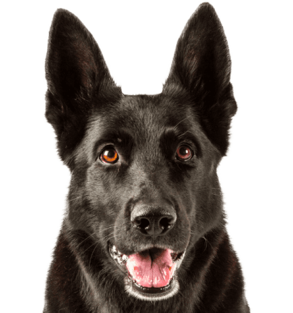 Calupoh - Imagen secundaria