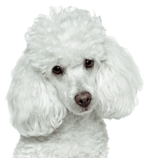 Caniche Toy - Imagen secundaria