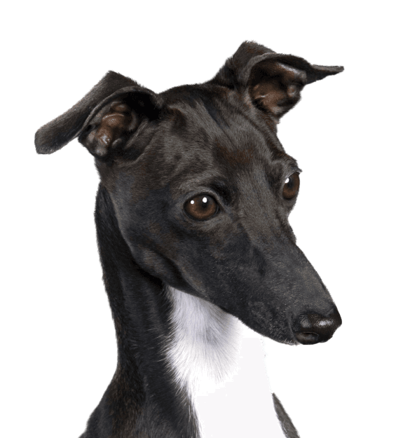 Galgo - Imagen secundaria