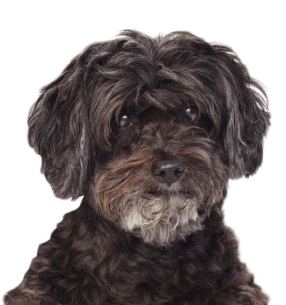 Schnoodle - Imagen secundaria