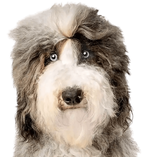 Shepadoodle - Imagen secundaria