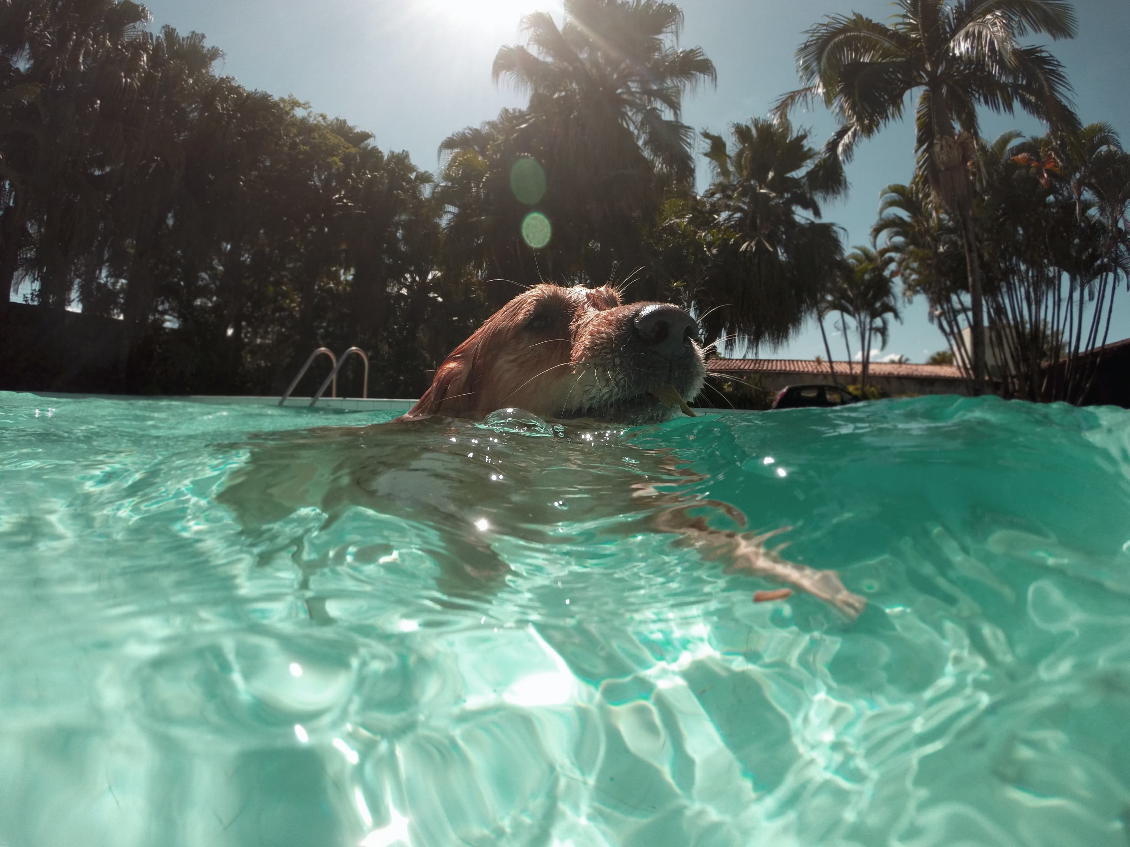 ¿Cómo cuidar a mi mascota de las altas temperaturas?