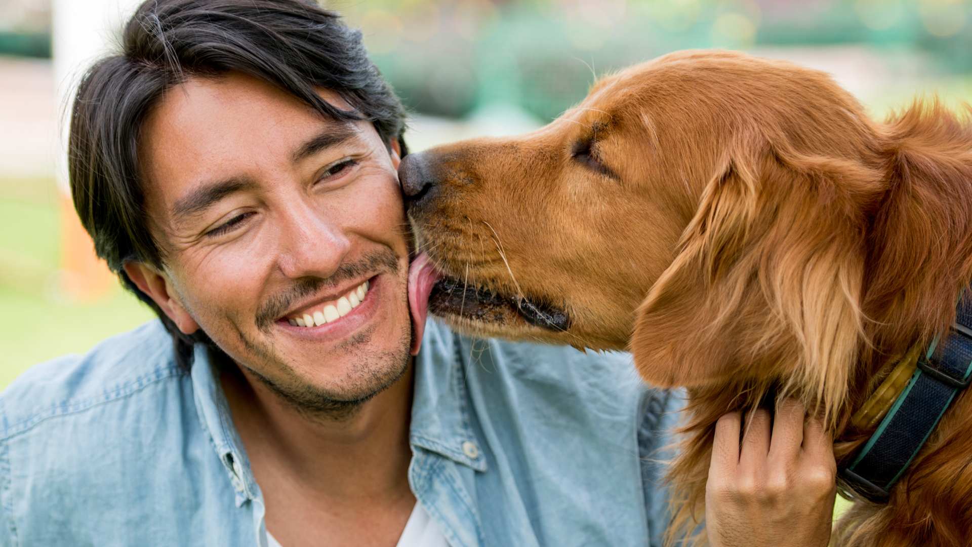 Por Qué mi Perro me Lame Mucho: Lo Que Debes Saber