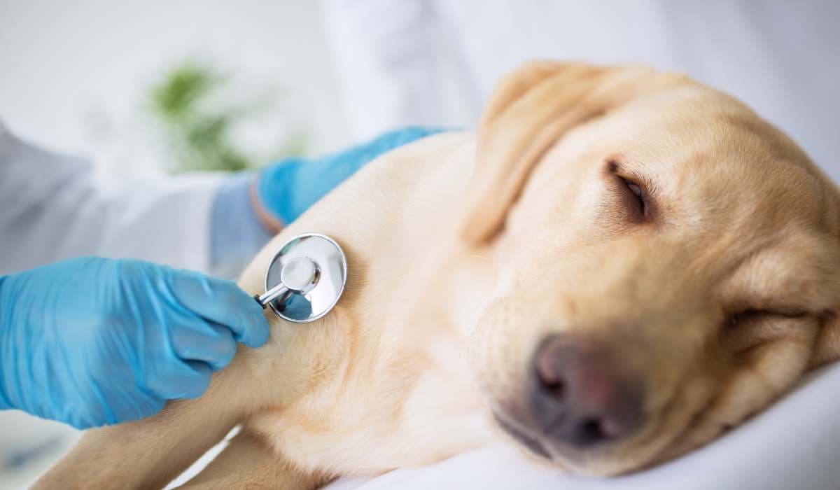 Gastritis en Perros