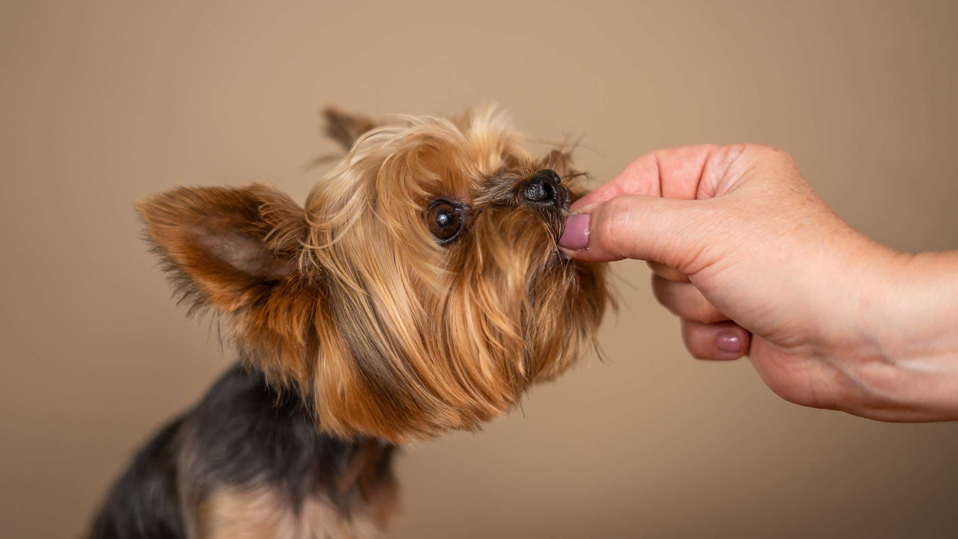 Alergia Alimentaria en Perros: Síntomas y Tratamiento