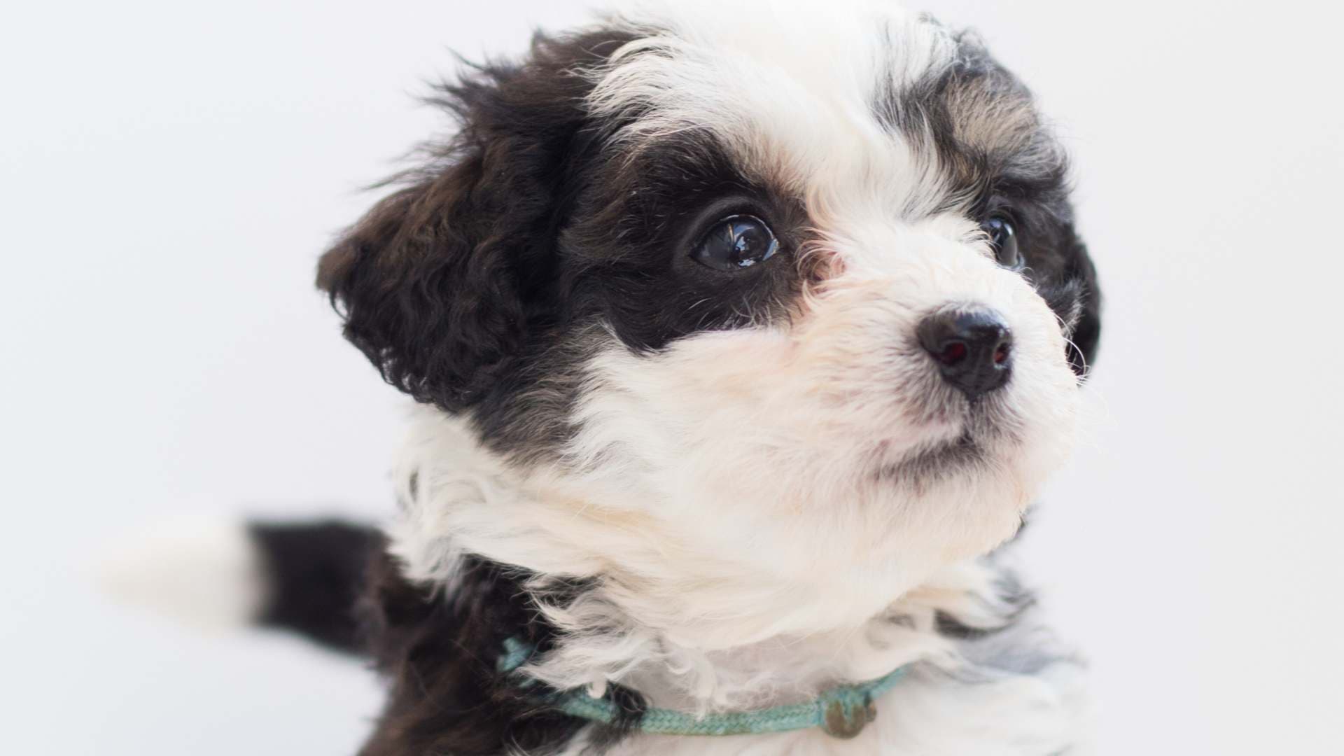 Bernedoodle: Todo Sobre Esta Raza de Perro