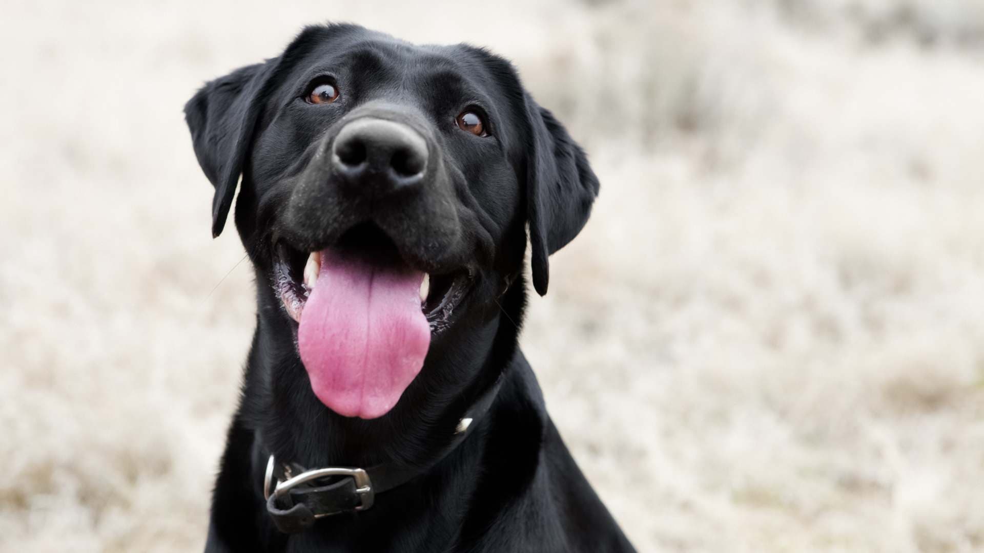 Alimentos Prohibidos para Perros: Lista Completa