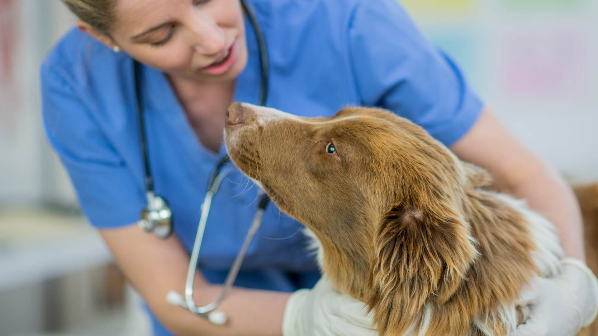 Famotidina en Perros: Dosis y Tratamiento