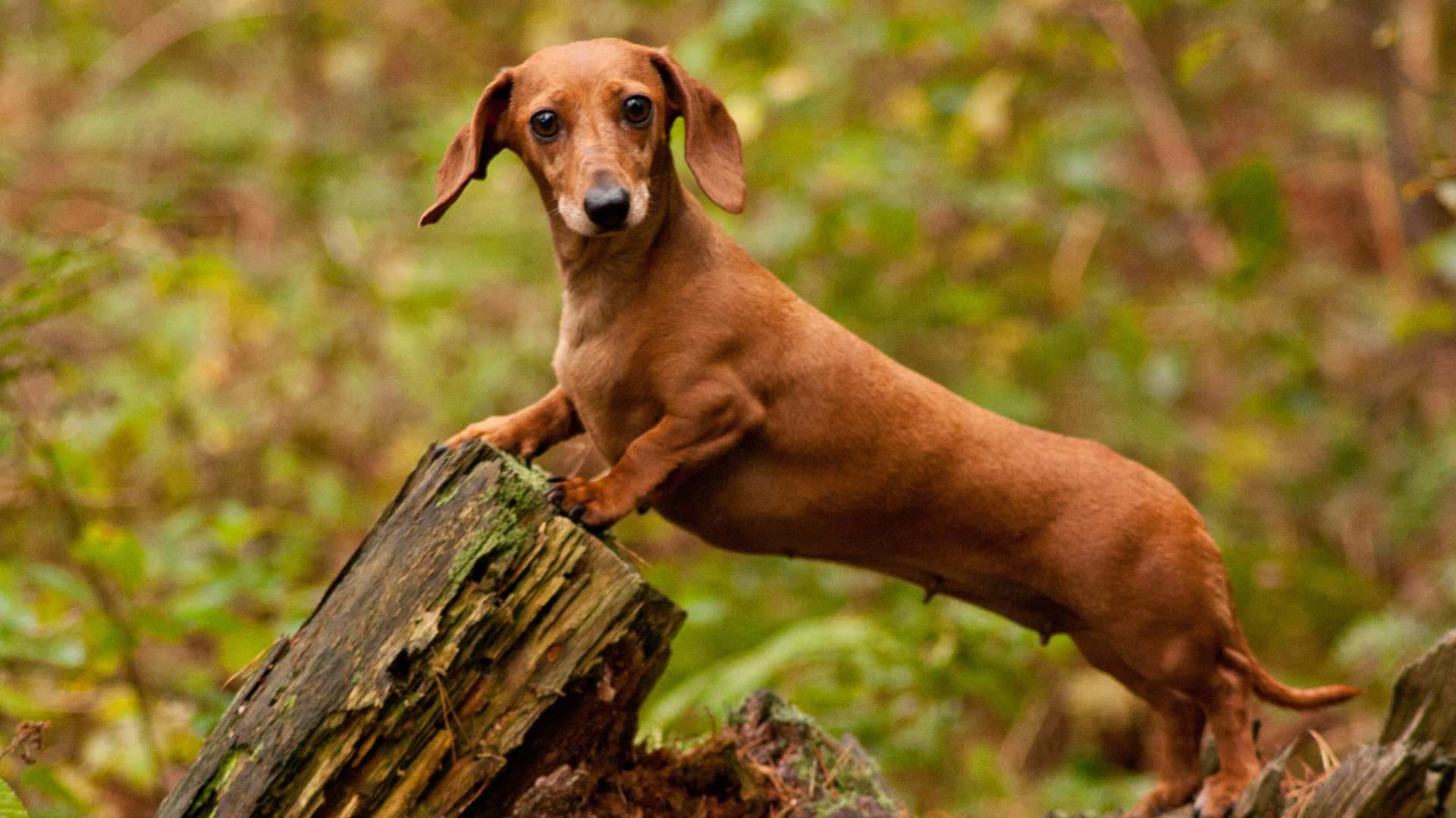 Nombres Para Perros Salchicha: Las Mejores Ideas