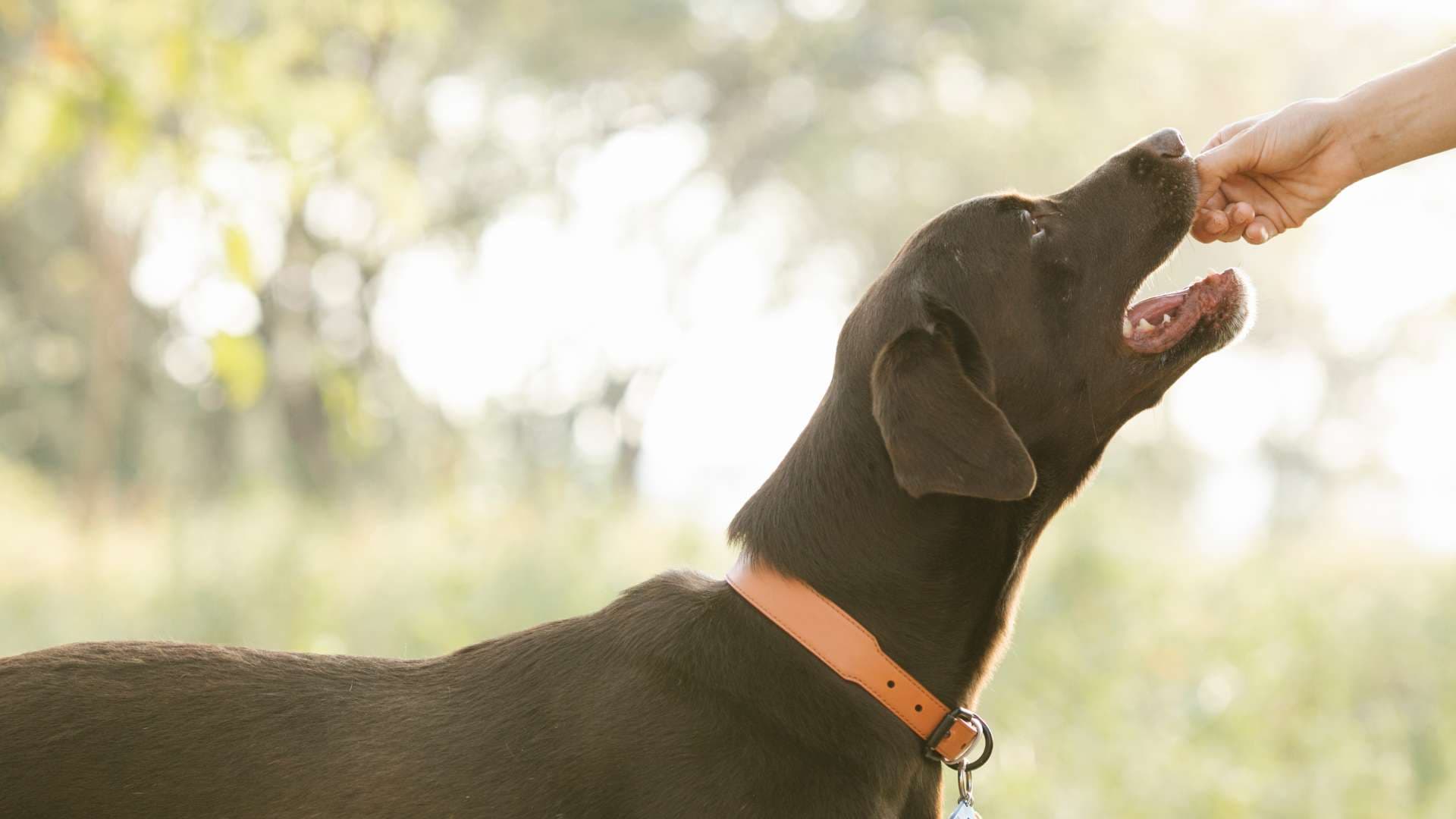 ¿Los Perros Pueden Comer Quesillo?