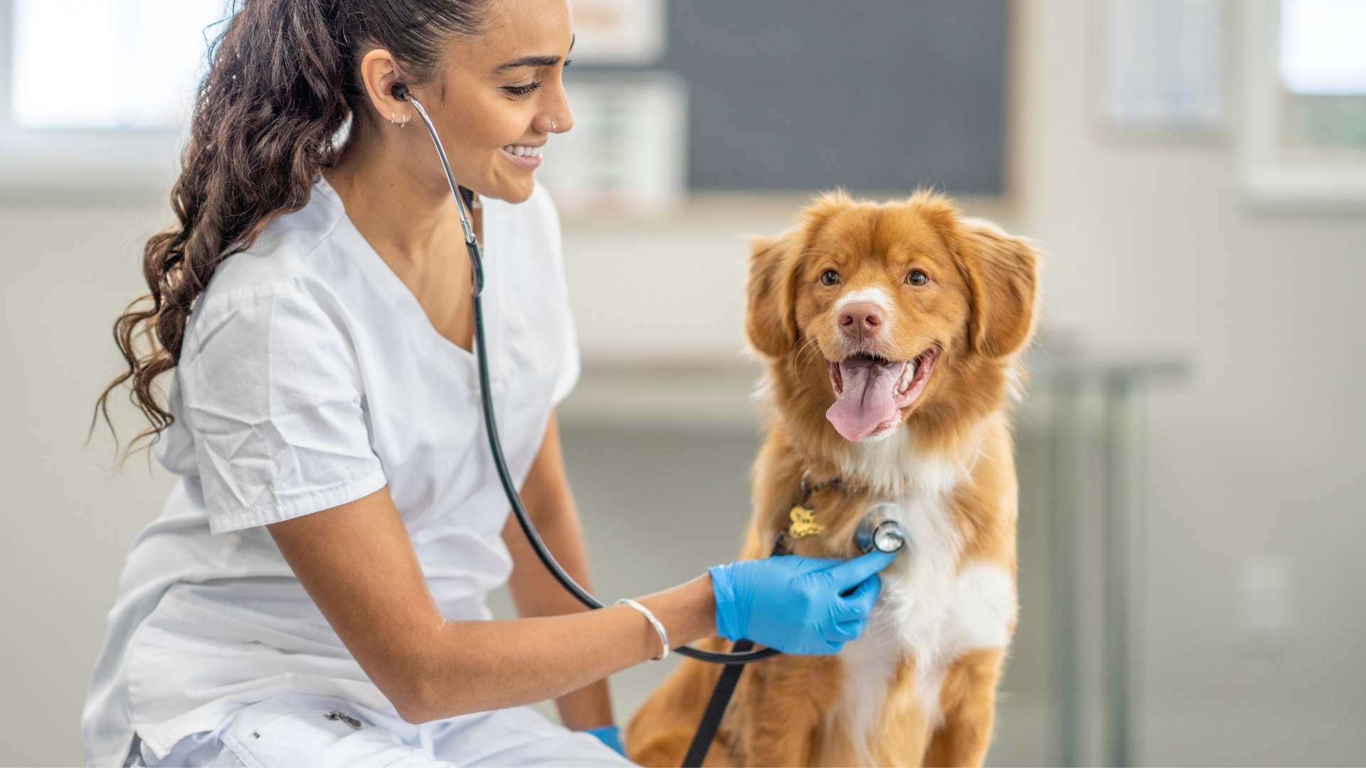 Cardiopatía en Perros: Causas, Síntomas y Prevención