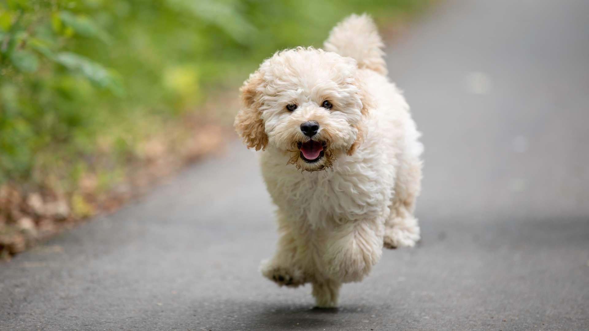 Poodle Maltés: Todo Sobre Esta Raza de Perro