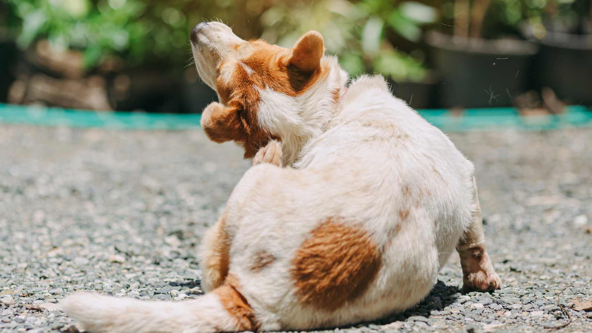Remedios Para Quitarle la Comezón a un Perro