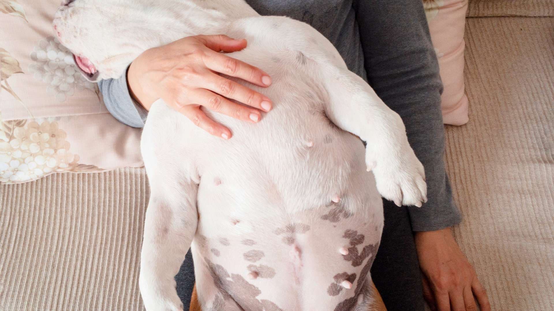 A mi Perro le Suena el Estómago: ¿Qué Hacer?
