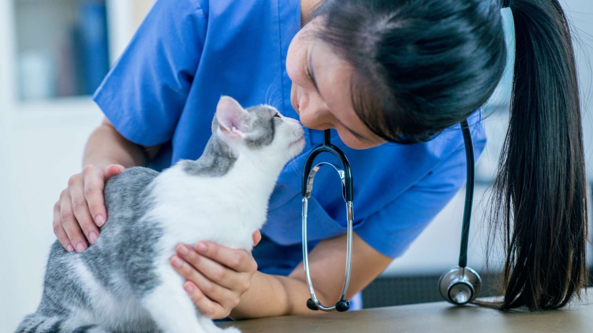 Cómo Saber si mi Gato Tiene Fiebre: Guía Completa