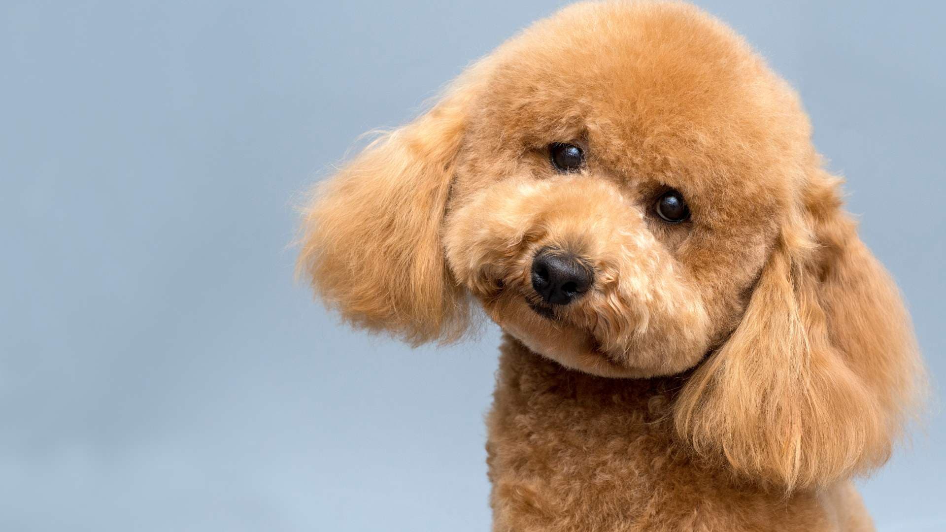 Cómo Quitarle el Celo a una Perrita: Qué Debes Saber