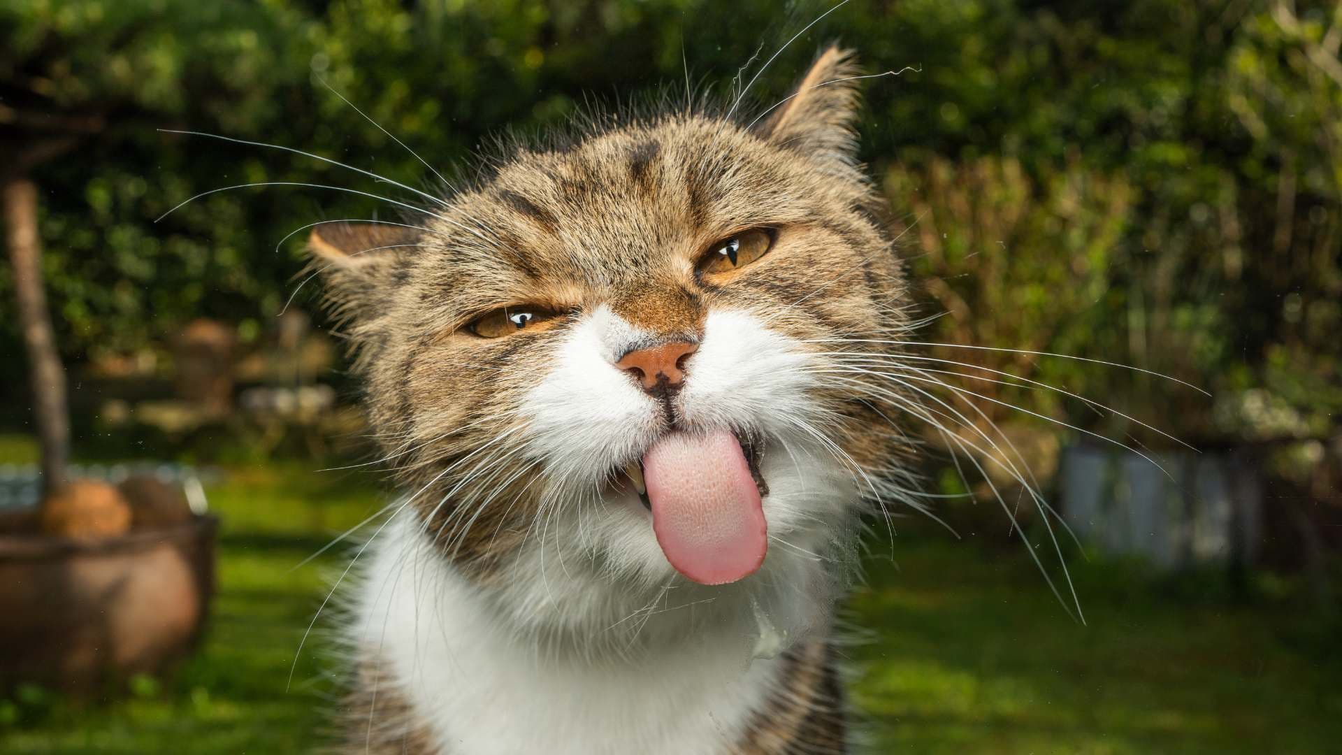 Por Qué Mi Gato me Lame: La Respuesta