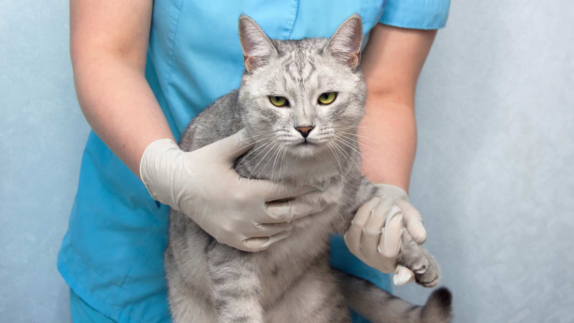 Moquillo en Gatos: Causas, Síntomas y Tratamiento
