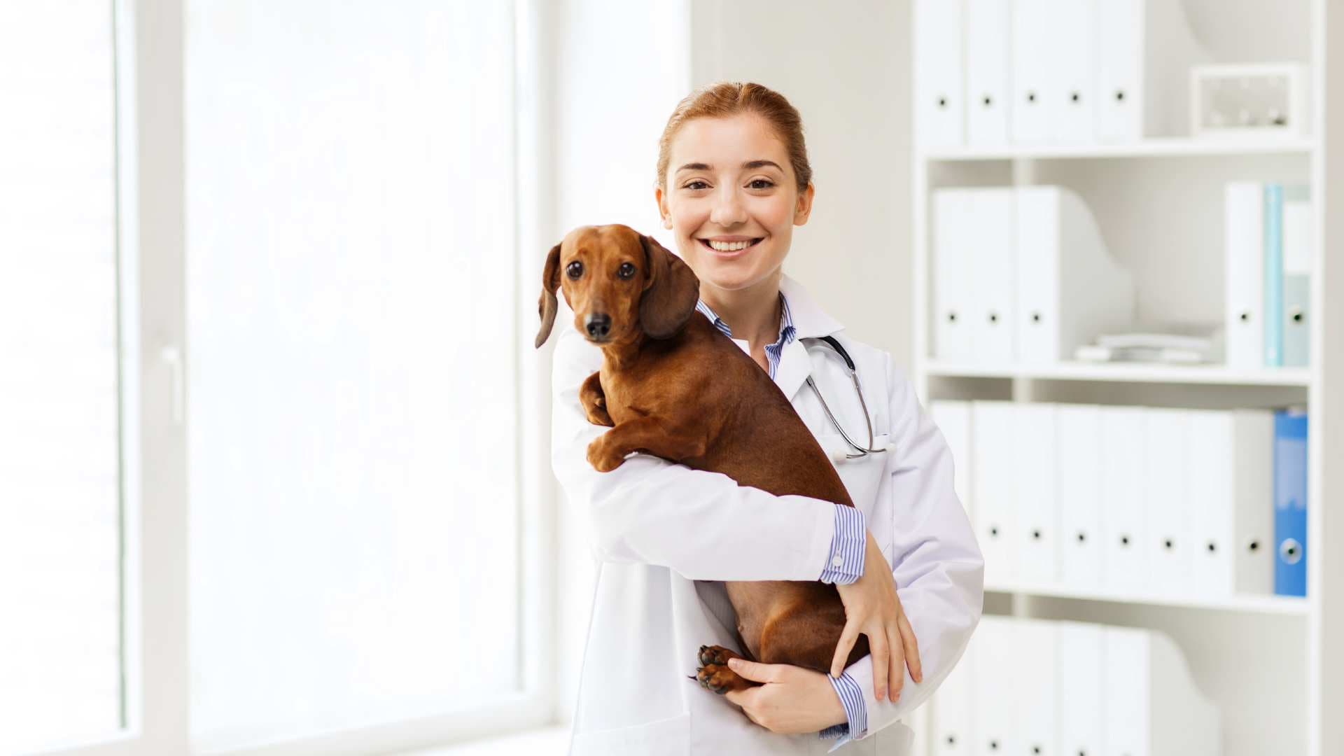 Vómito Amarillo en Perros: Causas y Tratamiento