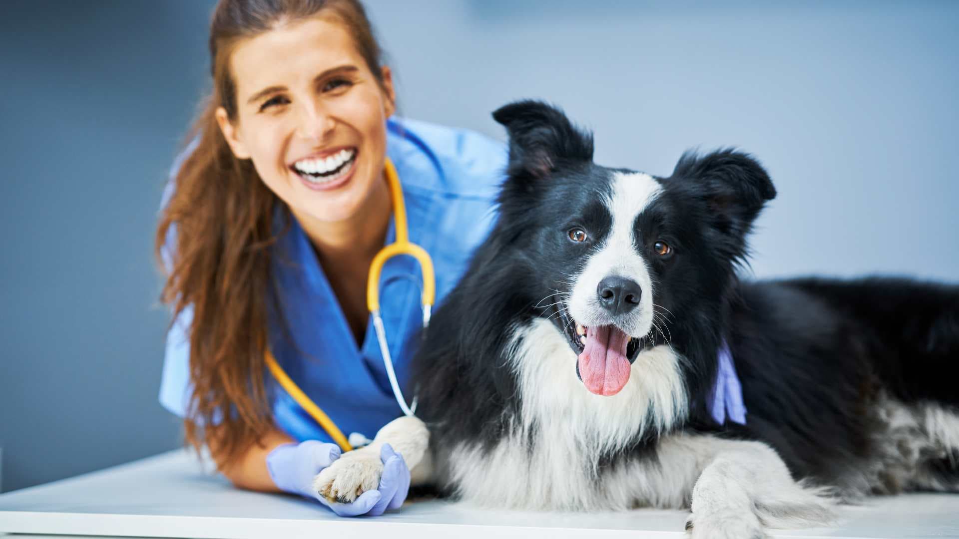 Papiloma en Perros: Causas, Síntomas y Tratamiento
