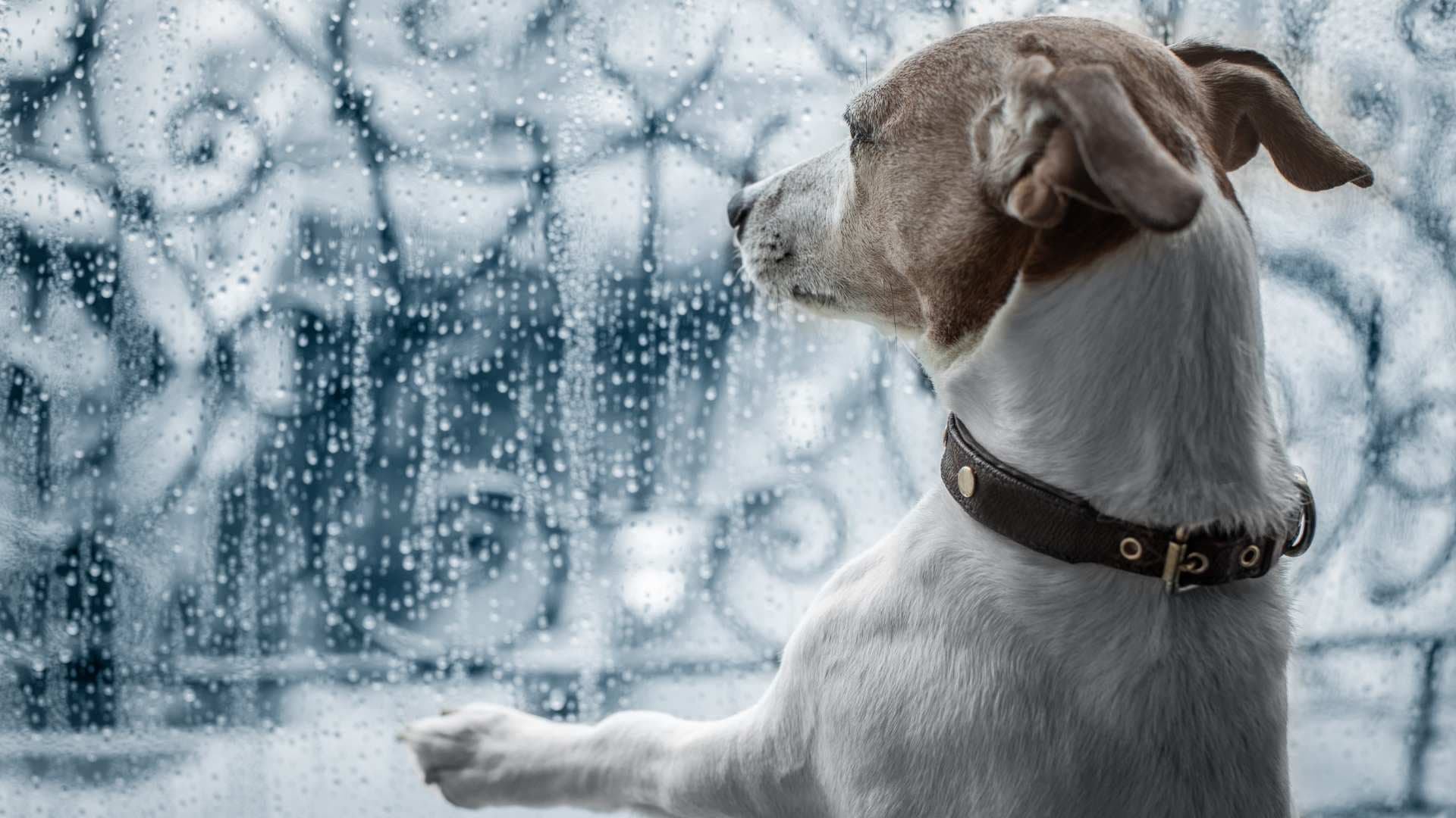 Calmantes para Perros: Qué Opciones Tienes Disponibles